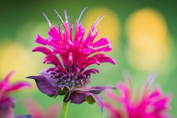 Bergamot